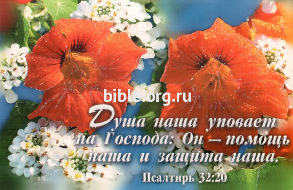 "Душа наша уповает на Господа: Он - помощь наша и защита наша." Псалом 32:20".Цветы