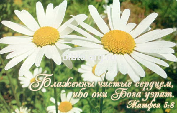 "Блаженны чистые сердцем, ибо они Бога узрят." Матфея 5:8. Ромашки